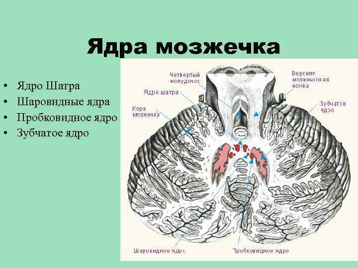 Мозжечок на схеме