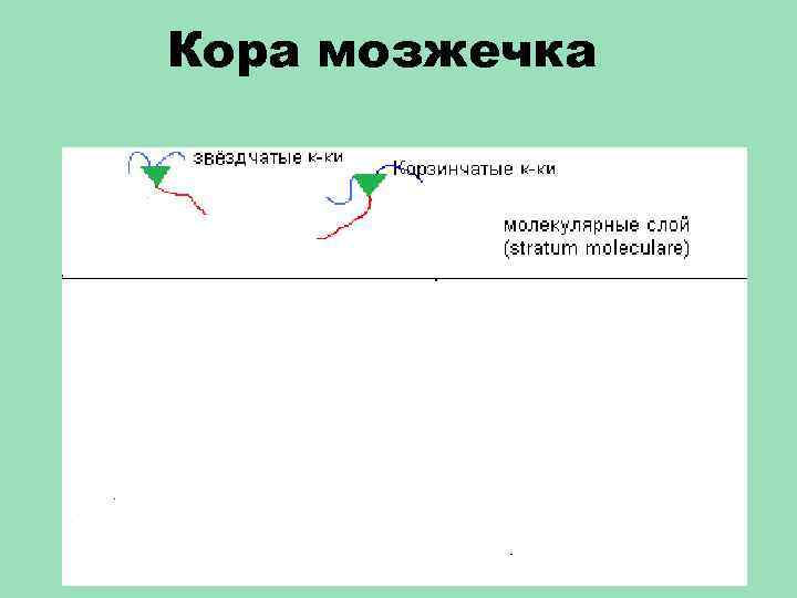 Кора мозжечка 