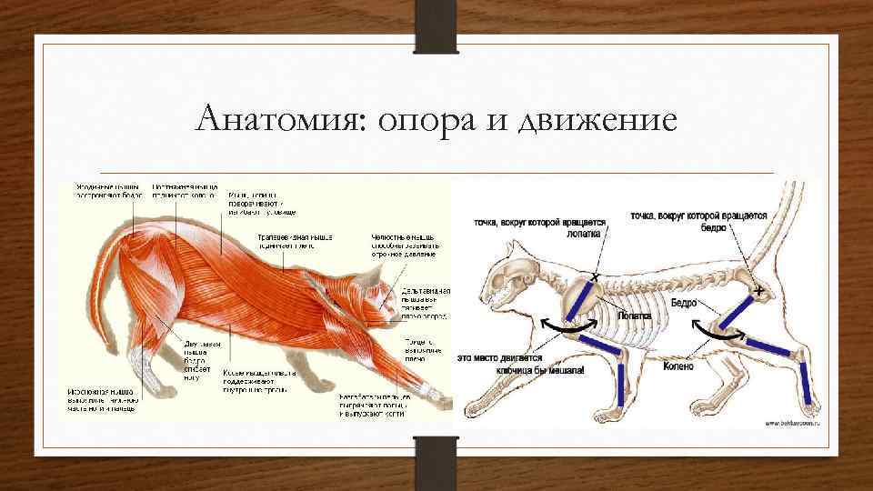 Анатомия: опора и движение 