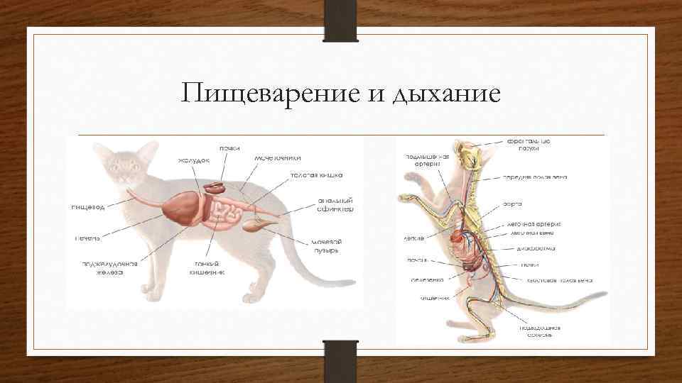 Пищеварение и дыхание 