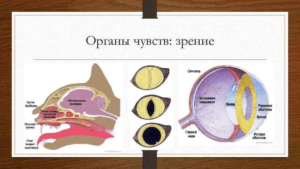 Органы чувств: зрение 