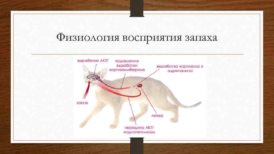 Физиология восприятия запаха 