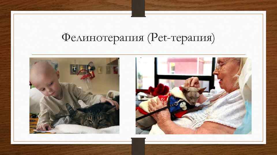 Фелинотерапия (Pet-терапия) 