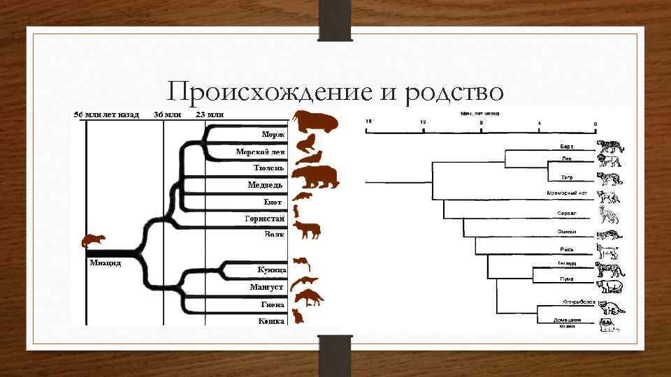 Происхождение и родство 