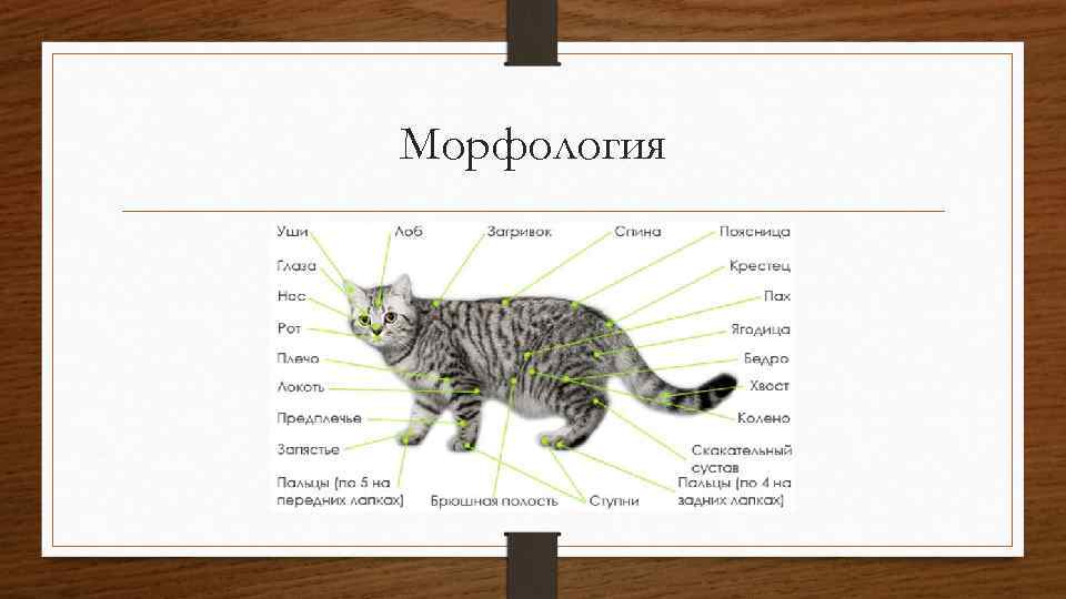 Морфология 