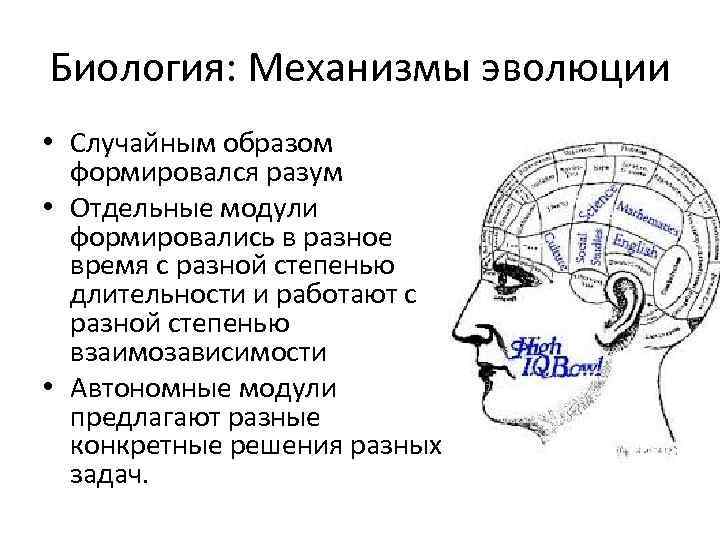 Биология: Механизмы эволюции • Случайным образом формировался разум • Отдельные модули формировались в разное