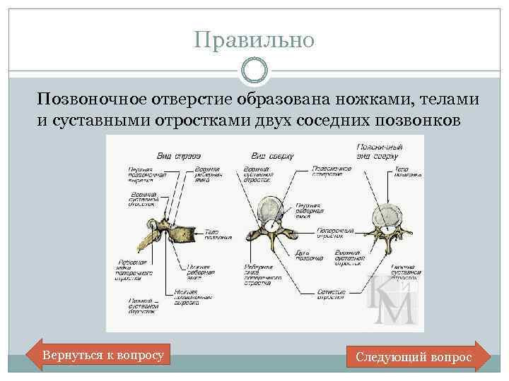 Правильно Позвоночное отверстие образована ножками, телами и суставными отростками двух соседних позвонков Вернуться к