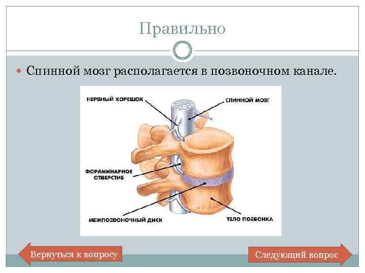 Спинной мозг в позвоночном канале