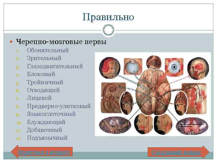 Правильно Черепно-мозговые нервы 1. 2. 3. 4. 5. 6. 7. 8. 9. 10. 11.