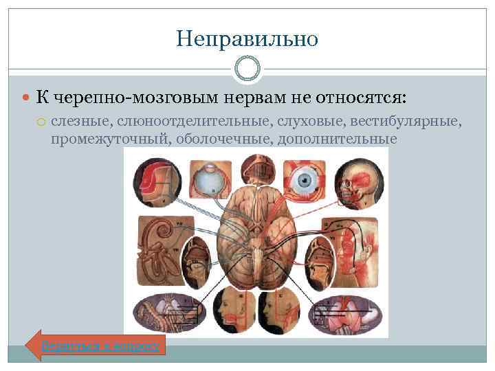 Неправильно К черепно-мозговым нервам не относятся: слезные, слюноотделительные, слуховые, вестибулярные, промежуточный, оболочечные, дополнительные Вернуться