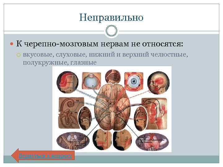Неправильно К черепно-мозговым нервам не относятся: вкусовые, слуховые, нижний и верхний челюстные, полукружные, глазные