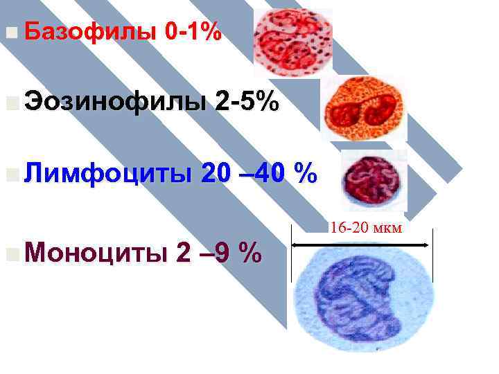 n Базофилы 0 -1% n Эозинофилы n Лимфоциты 2 -5% 20 – 40 %