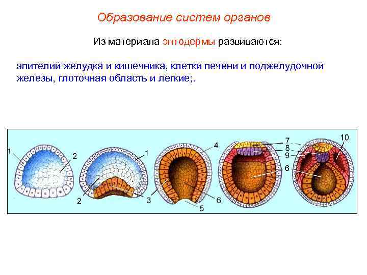 Какая система органов человека развивается из энтодермы