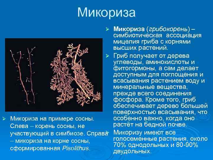 Образуют микоризу с корнями растений