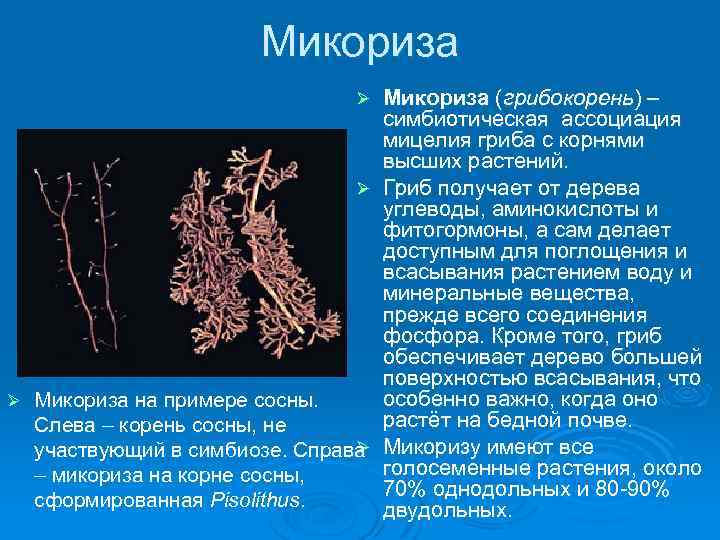 Микориза (грибокорень) – симбиотическая ассоциация мицелия гриба с корнями высших растений. Ø Гриб получает