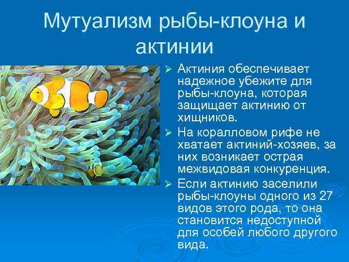 Рыба клоун и актиния тип