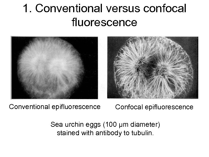 1. Conventional versus confocal fluorescence Conventional epifluorescence Confocal epifluorescence Sea urchin eggs (100 μm