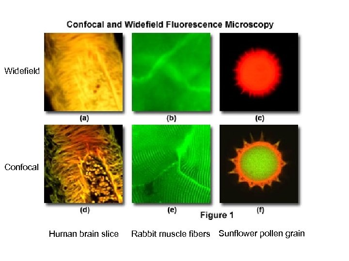 Widefield Confocal Human brain slice Rabbit muscle fibers Sunflower pollen grain 