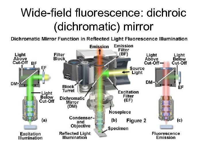 Wide-field fluorescence: dichroic (dichromatic) mirror 