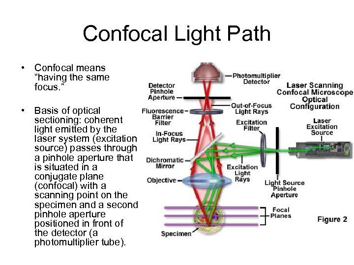 Confocal Light Path • Confocal means “having the same focus. ” • Basis of