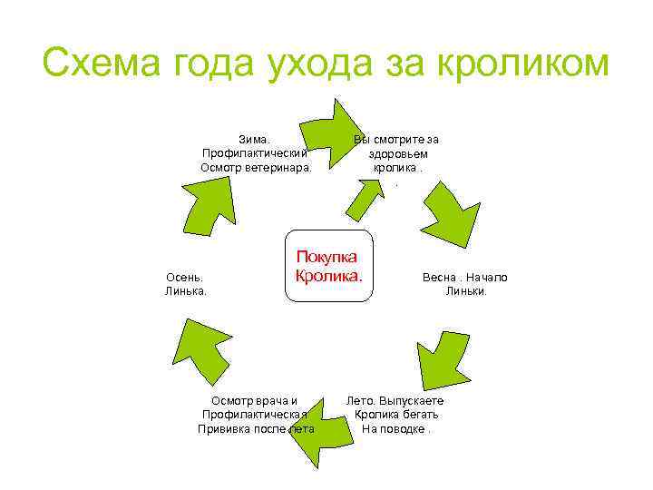 Схема года ухода за кроликом Зима. Профилактический Осмотр ветеринара. Осень. Линька. Вы смотрите за