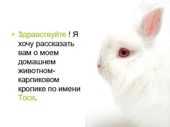  • Здравствуйте ! Я хочу рассказать вам о моем домашнем животномкарликовом кролике по