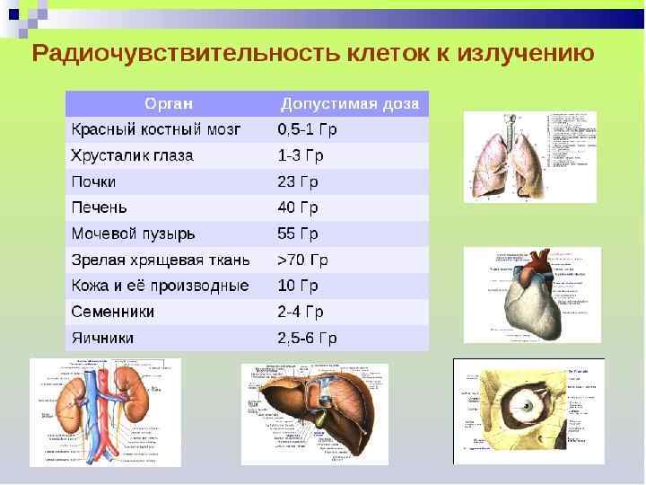 РАДИОЧУВСТВИТЕЛЬНОСТЬ Видовая радиочувствительность свойственная каждому биологическому объекту (клеткам, тканям, органам или организмам) своя мера