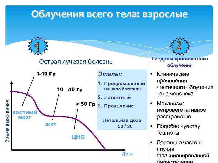 Облучения всего тела: взрослые Синдром хронического облучения Острая лучевая болезнь 1 -10 Гр Этапы: