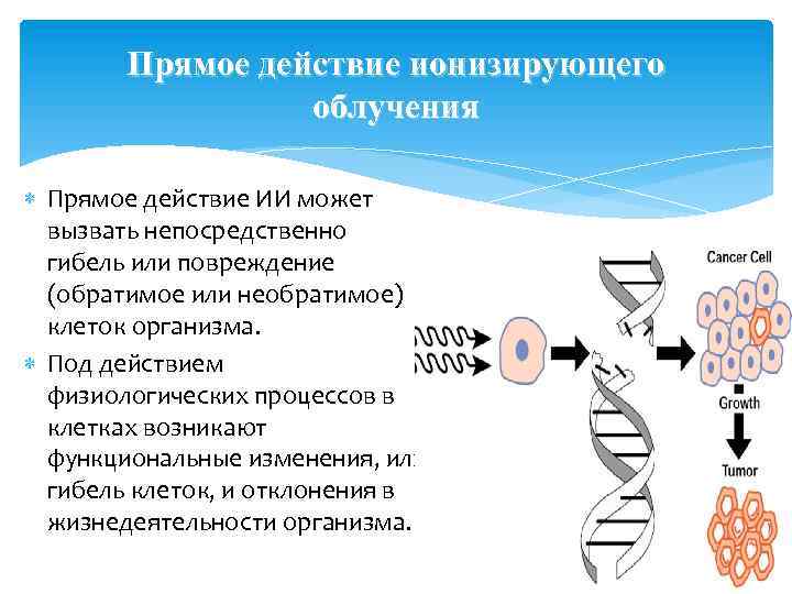 Прямое действие ионизирующего облучения Прямое действие ИИ может вызвать непосредственно гибель или повреждение (обратимое