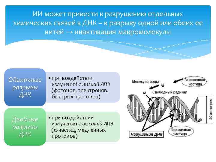ИИ может привести к разрушению отдельных химических связей в ДНК – к разрыву одной
