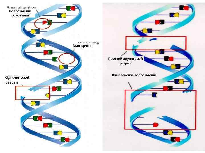 Повреждение основания Выпадение Простой двунитевый разрыв Однонитевой разрыв Комплексное повреждение 