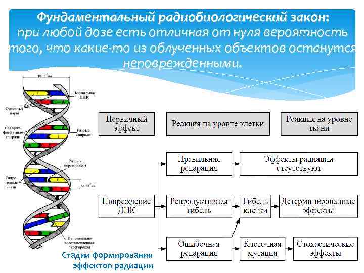Фундаментальный радиобиологический закон: при любой дозе есть отличная от нуля вероятность того, что какие-то