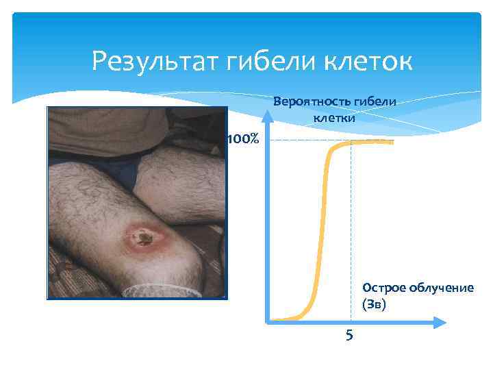  Результат гибели клеток Вероятность гибели клетки 100% Острое облучение (Зв) 5 