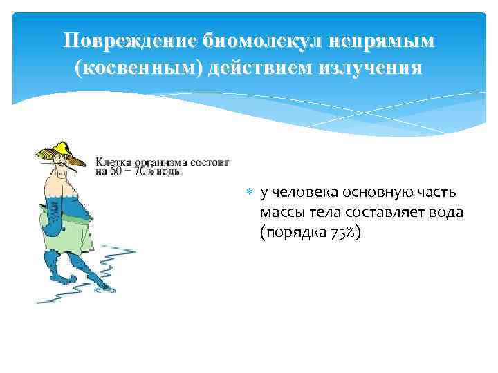 Повреждение биомолекул непрямым (косвенным) действием излучения у человека основную часть массы тела составляет вода