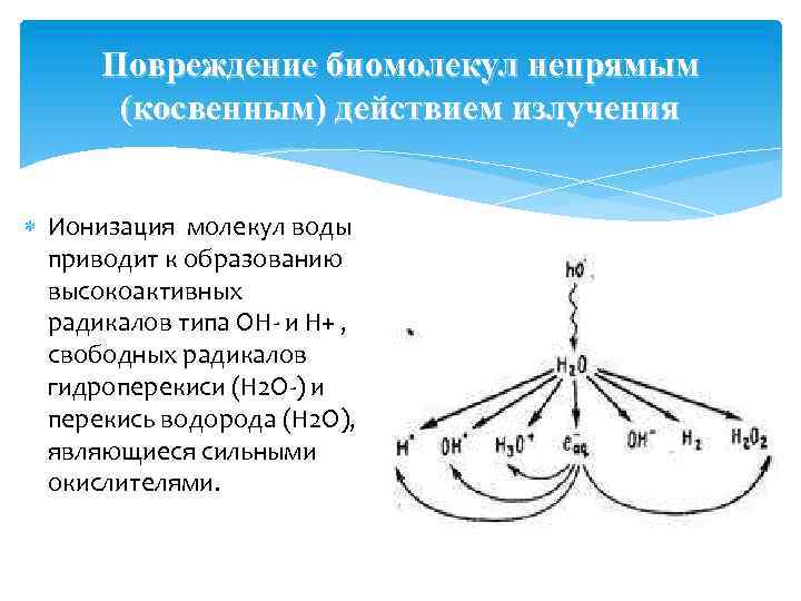 Повреждение биомолекул непрямым (косвенным) действием излучения Ионизация молекул воды приводит к образованию высокоактивных радикалов