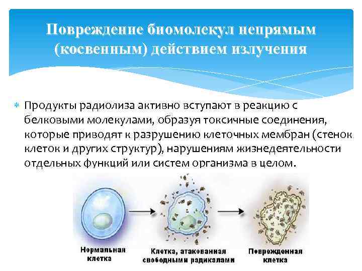 Повреждение биомолекул непрямым (косвенным) действием излучения Продукты радиолиза активно вступают в реакцию с белковыми