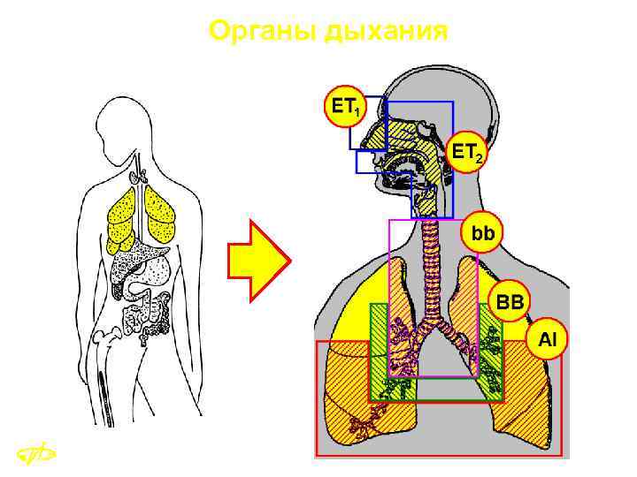 Органы дыхания 10 