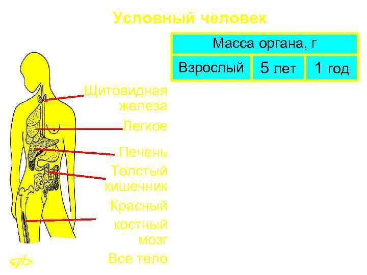 Условный человек Масса органа, г Взрослый Щитовидная железа Легкое Печень Толстый кишечник Красный костный