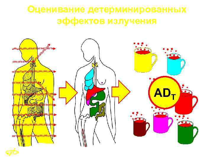 Оценивание детерминированных эффектов излучения ADT 18 