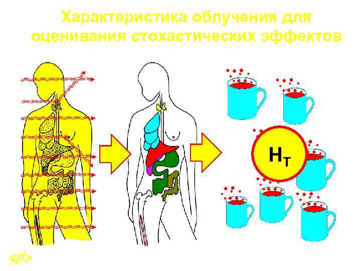 Характеристика облучения для оценивания стохастических эффектов HT 23 