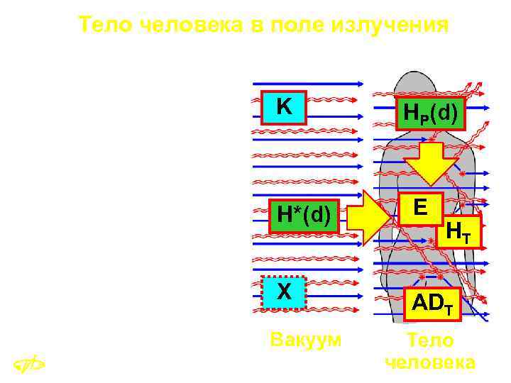 Тело человека в поле излучения Тело облученного человека искажает поле ионизирующего излучения, падающего на