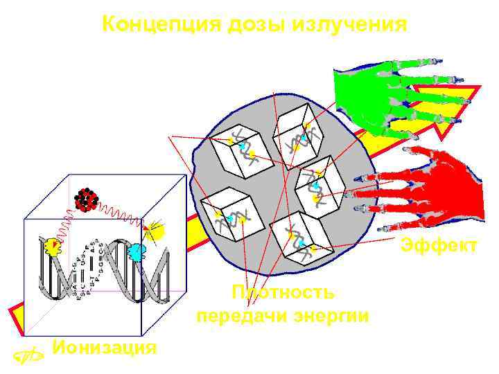 Концепция дозы излучения Эффект Плотность передачи энергии Ионизация 7 