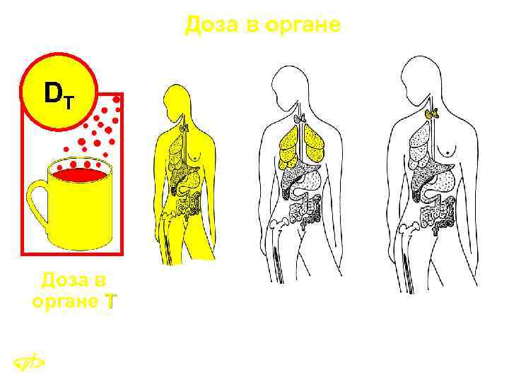 Доза в органе DT Доза в органе Т Все тело Органы дыхания Щитовидная железа