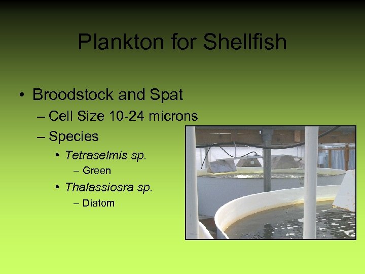 Plankton for Shellfish • Broodstock and Spat – Cell Size 10 -24 microns –