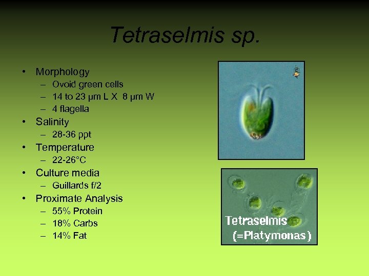 Tetraselmis sp. • Morphology – Ovoid green cells – 14 to 23 µm L