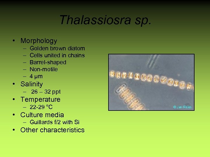 Thalassiosra sp. • Morphology – – – Golden brown diatom Cells united in chains