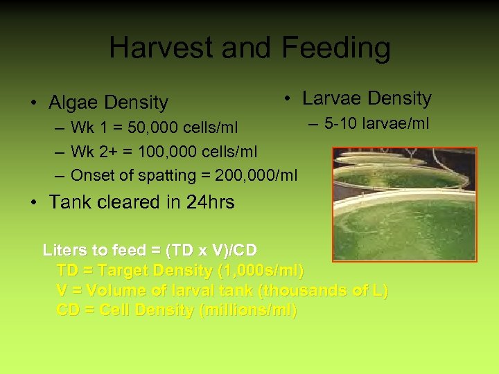 Harvest and Feeding • Algae Density • Larvae Density – 5 -10 larvae/ml –