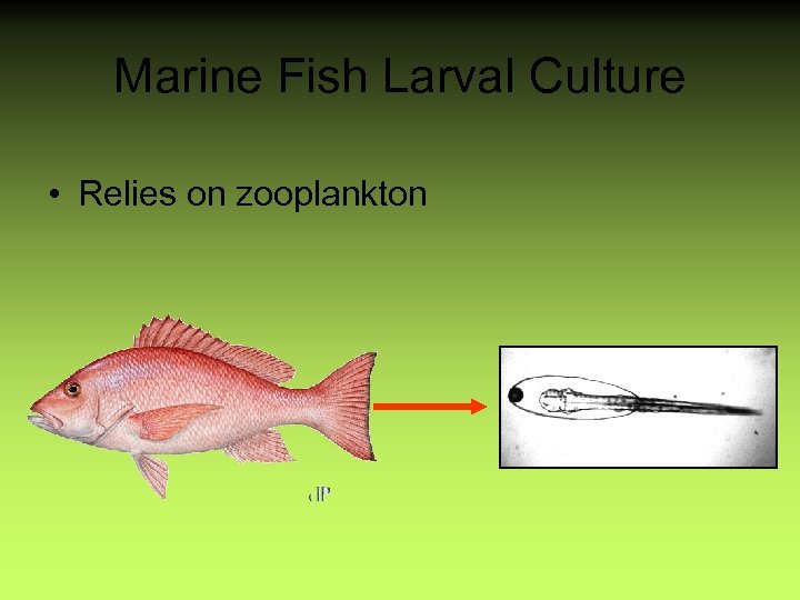 Marine Fish Larval Culture • Relies on zooplankton 