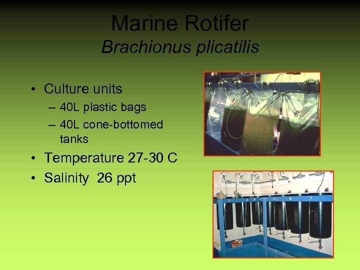Marine Rotifer Brachionus plicatilis • Culture units – 40 L plastic bags – 40