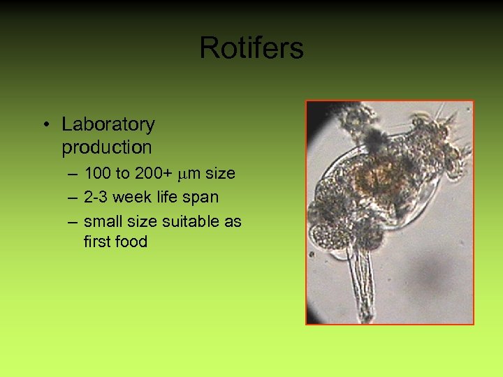Rotifers • Laboratory production – 100 to 200+ mm size – 2 -3 week